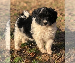 Pomeranian-Poodle (Toy) Mix Puppy for sale in CADDO, OK, USA