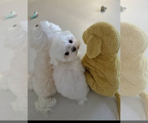 Maltese Puppy for sale in CLERMONT, FL, USA