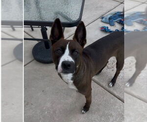 Baker - Male American Boston Bull Terrier Dog for Adoption - Photo #4