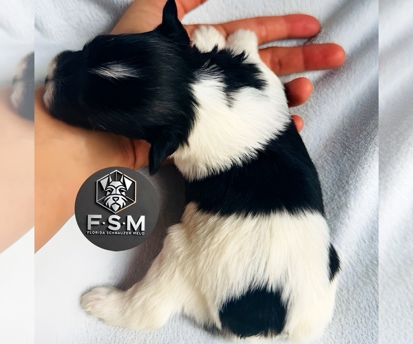 Medium Photo #4 Schnauzer (Miniature) Puppy For Sale in KISSIMMEE, FL, USA