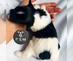 Small #3 Schnauzer (Miniature)