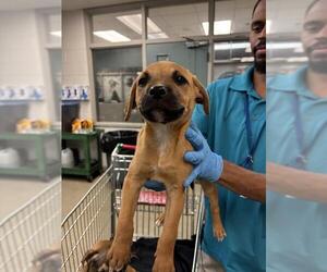 Mutt Dogs for adoption in Oklahoma City, OK, USA