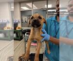 Small Mutt