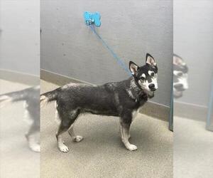 Poodle (Miniature)-Siberian Husky Mix Dogs for adoption in Las Vegas, NV, USA