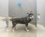 STORMY - Female Poodle (Miniature)-Siberian Husky Mix Dog for Adoption - Small photo