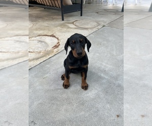 Doberman Pinscher Puppy for sale in STANTON, CA, USA