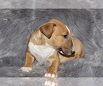 Small Photo #7 Bull Terrier Puppy For Sale in BUCKLIN, KS, USA