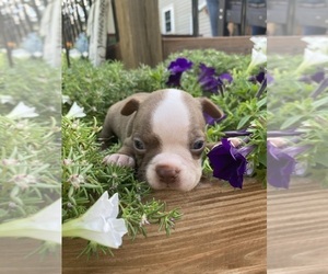 Boston Terrier Puppy for sale in FREDONIA, KS, USA