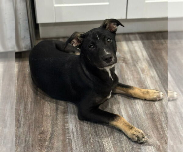 Medium Photo #4 Mutt Puppy For Sale in Canton, CT, USA