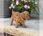 Small #2 Poodle (Standard)