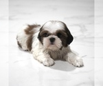 Small #7 Shih Tzu