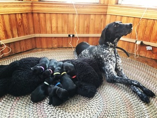 Mother of the American Gointer puppies born on 01/14/2018