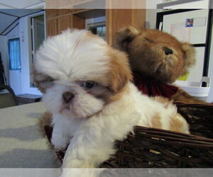 Shih Tzu Puppy for sale in KALAMAZOO, MI, USA