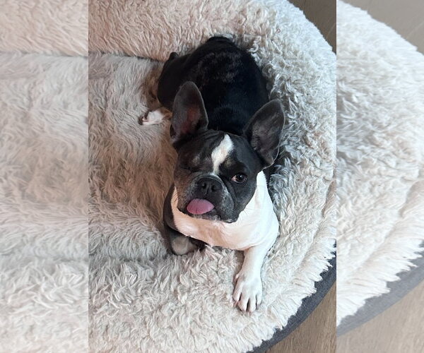 Medium Photo #1 French Bulldog Puppy For Sale in St. Louis Park, MN, USA