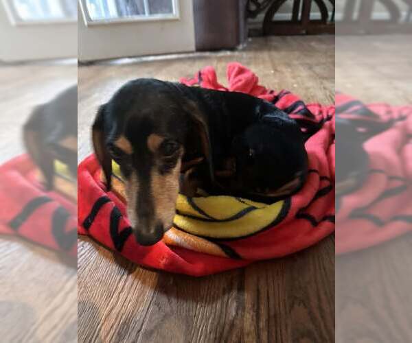 Medium Photo #1 Dachshund Puppy For Sale in Charlottesville, VA, USA