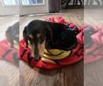 Small Dachshund