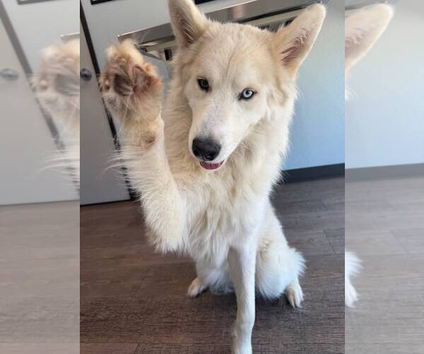 Medium Photo #3 Siberian Husky Puppy For Sale in Carrollton, TX, USA