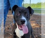 Small #7 American Pit Bull Terrier-Labrador Retriever Mix