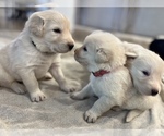 Small Photo #4 Maremma Sheepdog Puppy For Sale in LECOMPTON, KS, USA