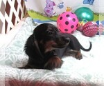 Small #3 Dachshund