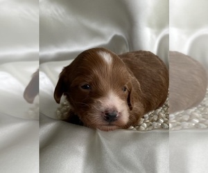 Goldendoodle-Poodle (Miniature) Mix Puppy for Sale in WARSAW, New York USA