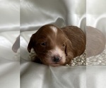 Small Goldendoodle-Poodle (Miniature) Mix
