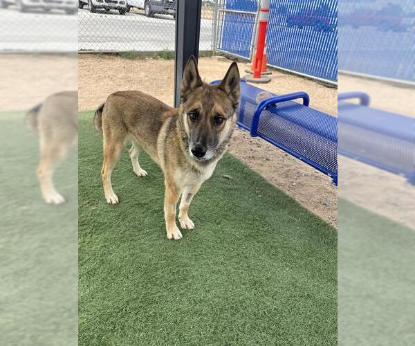 Medium Photo #3 German Shepherd Dog-Unknown Mix Puppy For Sale in HESPERIA, CA, USA