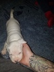 Small Photo #31 American Pit Bull Terrier Puppy For Sale in GRIFFIN, GA, USA