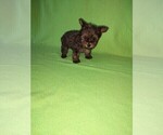 Puppy Frankie Yorkshire Terrier
