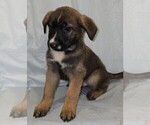 Puppy Luke Australian Cattle Dog-Chinese Shar-Pei Mix