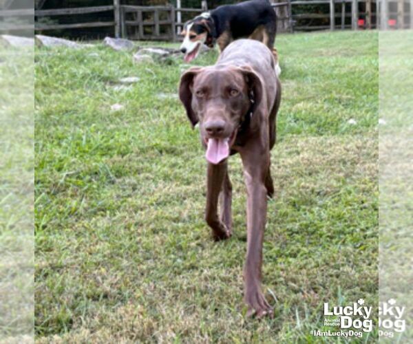 Medium Photo #3 German Shorthaired Pointer-Unknown Mix Puppy For Sale in Washington, DC, USA