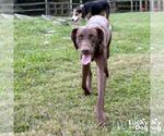 Small #2 German Shorthaired Pointer Mix