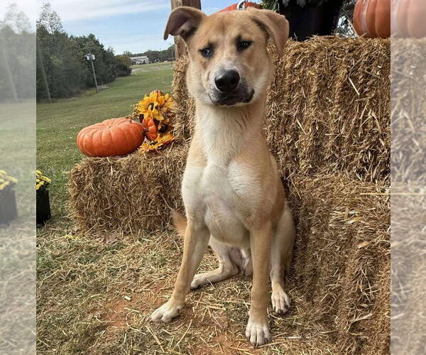 Medium Photo #2 Retriever -Unknown Mix Puppy For Sale in Rustburg, VA, USA