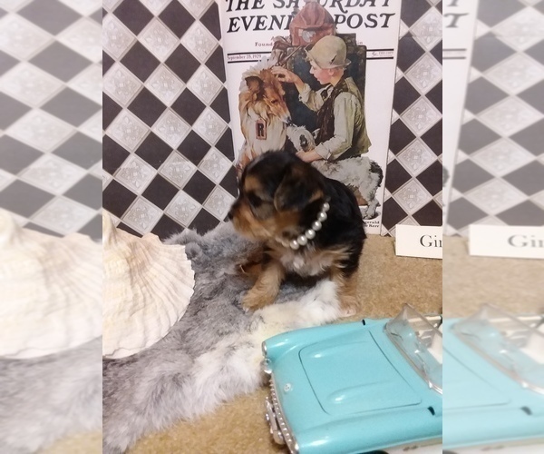 Medium Photo #2 Yorkshire Terrier Puppy For Sale in AUSTIN, TX, USA