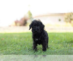 Small Photo #9 Schnoodle (Miniature) Puppy For Sale in WARSAW, IN, USA