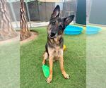 Small #1 German Shepherd Dog