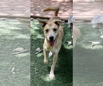 Small #3 Labrador Retriever Mix