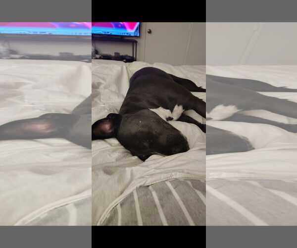 Medium Photo #5 American Pit Bull Terrier-Unknown Mix Puppy For Sale in Chandler, AZ, USA