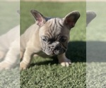 Small #3 French Bulldog