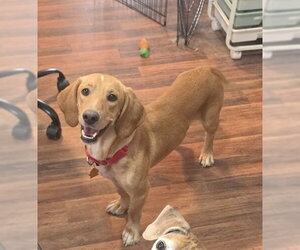Beagle-Unknown Mix Dogs for adoption in Las Vegas, NV, USA