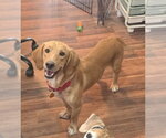 Small Beagle Mix