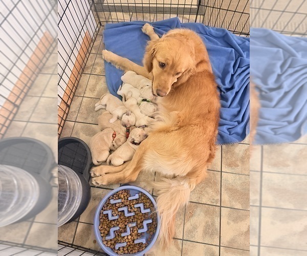 Medium Photo #11 Golden Retriever Puppy For Sale in CHIPPEWA FALLS, WI, USA