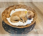 Puppy Lemon Golden Retriever