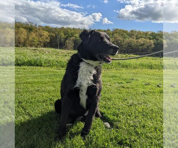 Medium Photo #3 Borador Puppy For Sale in SHERBURNE, NY, USA