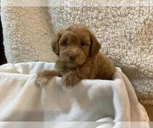 Poovanese Puppy for sale in SHILOH, OH, USA