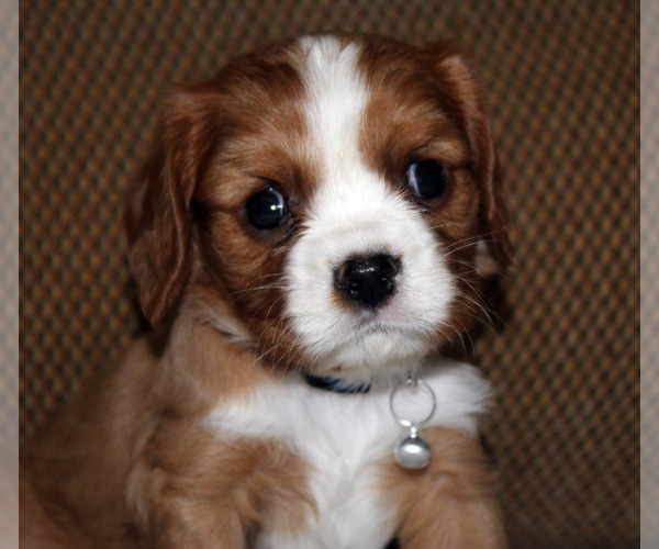 Medium Photo #1 Cavalier King Charles Spaniel Puppy For Sale in SPRING HILL, FL, USA