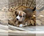 Small Photo #6 Dorgi Puppy For Sale in CYNTHIANA, KY, USA