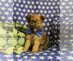 Pom-A-Poo Puppy for sale in OXFORD, PA, USA
