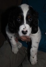 English Setter Puppy for sale in OWATONNA, MN, USA