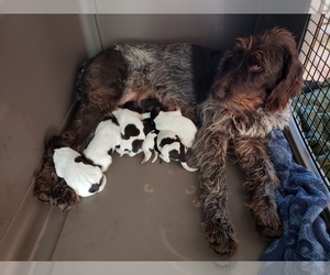 German Wirehaired Pointer Dog for Adoption in HARPSTER, Idaho USA